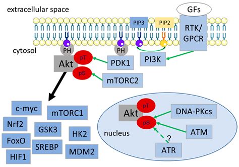 akt protein|akt protein kinase b.